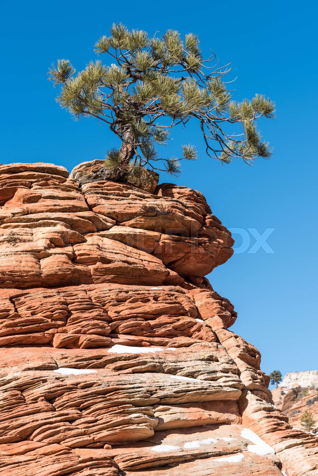 Twisted Pine Tree at Zion National Park | Stock image | Colourbox
