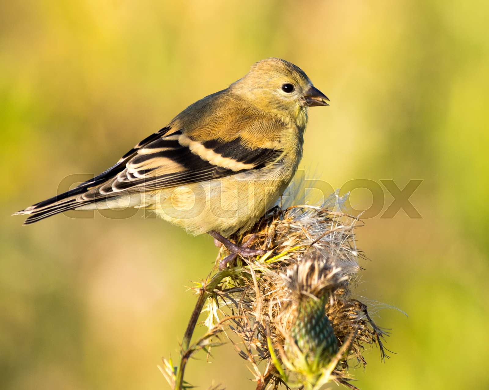 American Goldfinch - Male Non-Breeding | Stock image | Colourbox