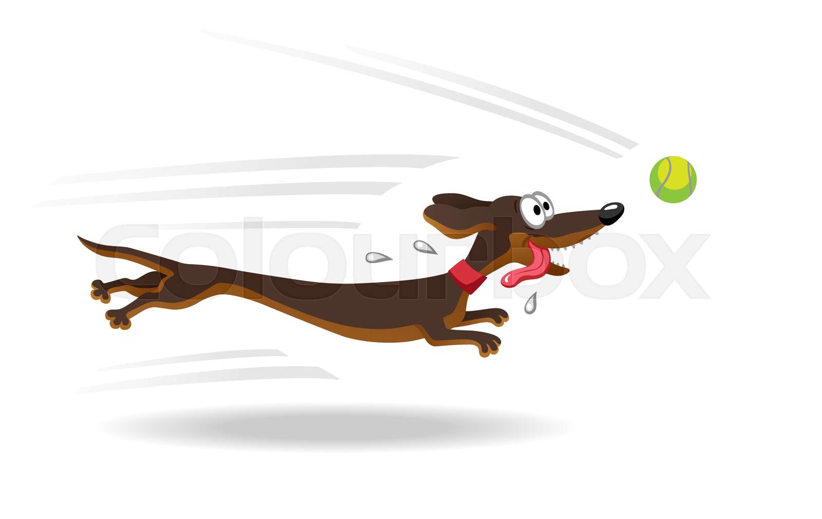 weiner dog running
