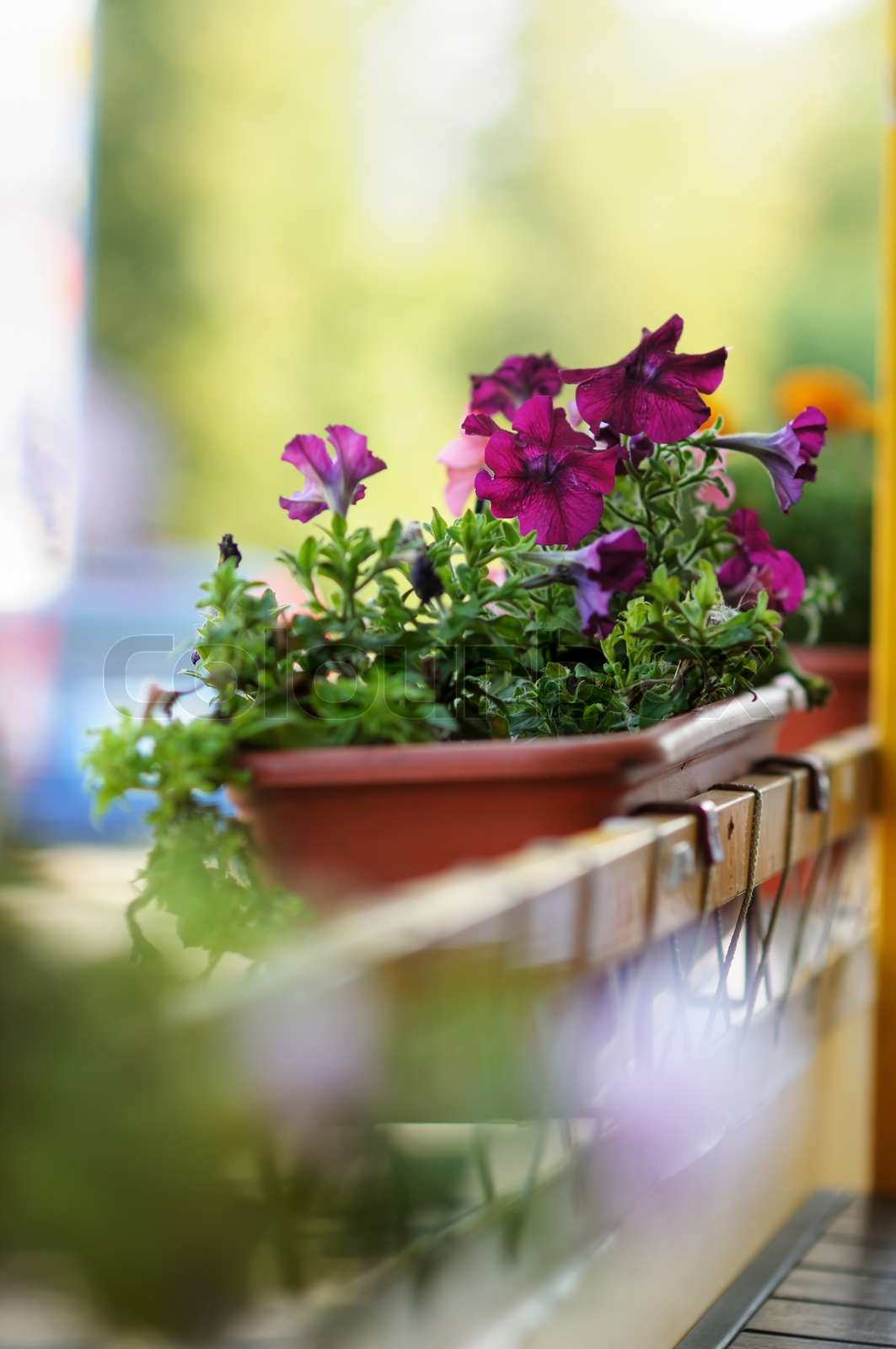 Blumentopf mit lila Blumen in Café im Freien Stock Bild Colourbox