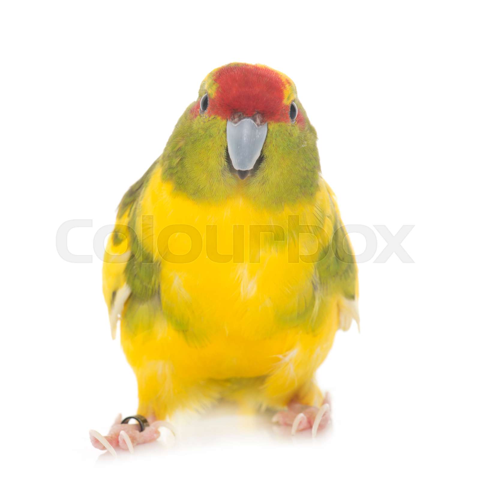Redfronted Kakariki parakeet Stock image Colourbox