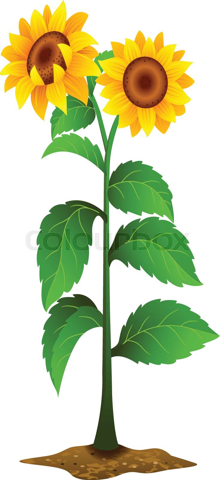 Sunflower plant | Stock vector | Colourbox