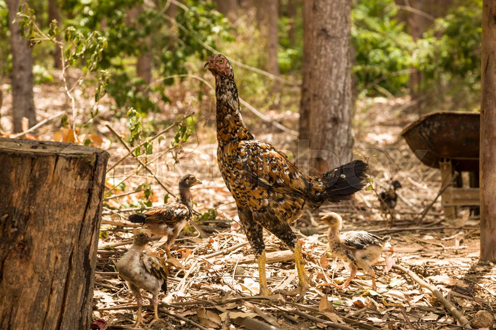 brazilian-country-chicken-stock-image-colourbox