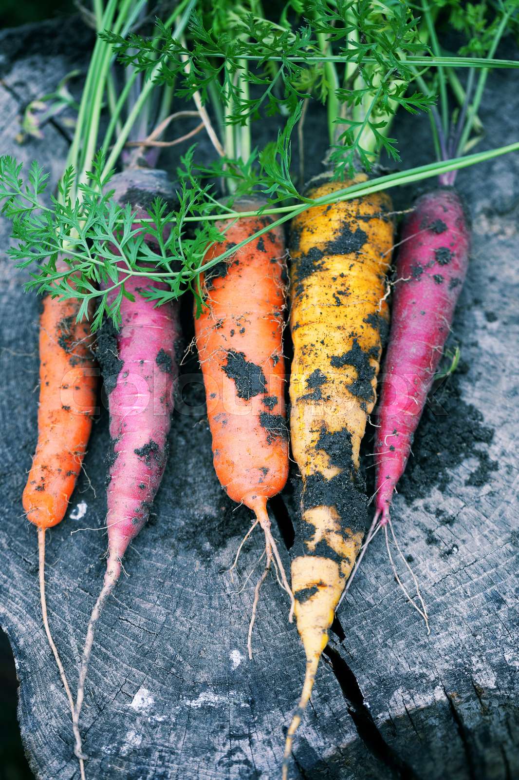 Dirty carrots Stock image Colourbox