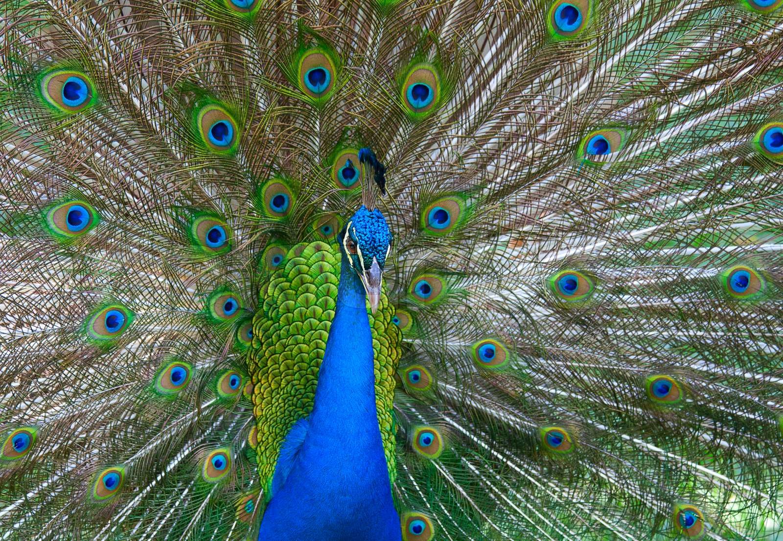 Nahaufnahme der Pfau zeigt seine schönen Federn Stock Bild Colourbox