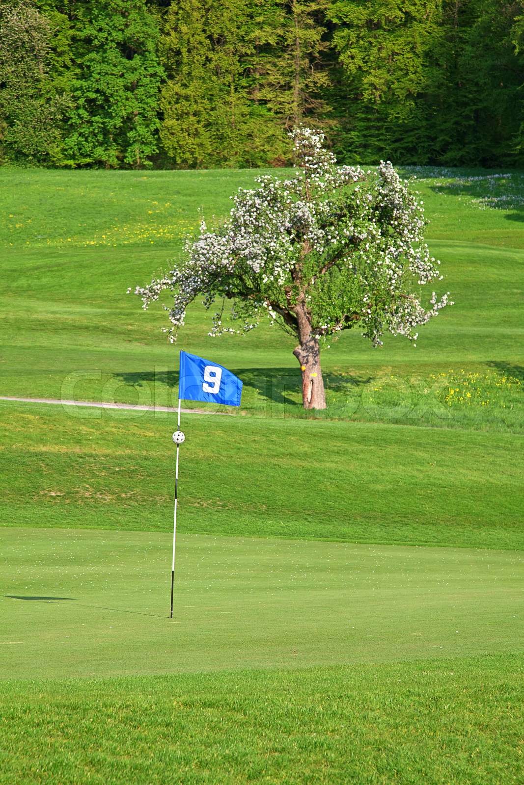 9. Flag på golfbanen Stock foto Colourbox