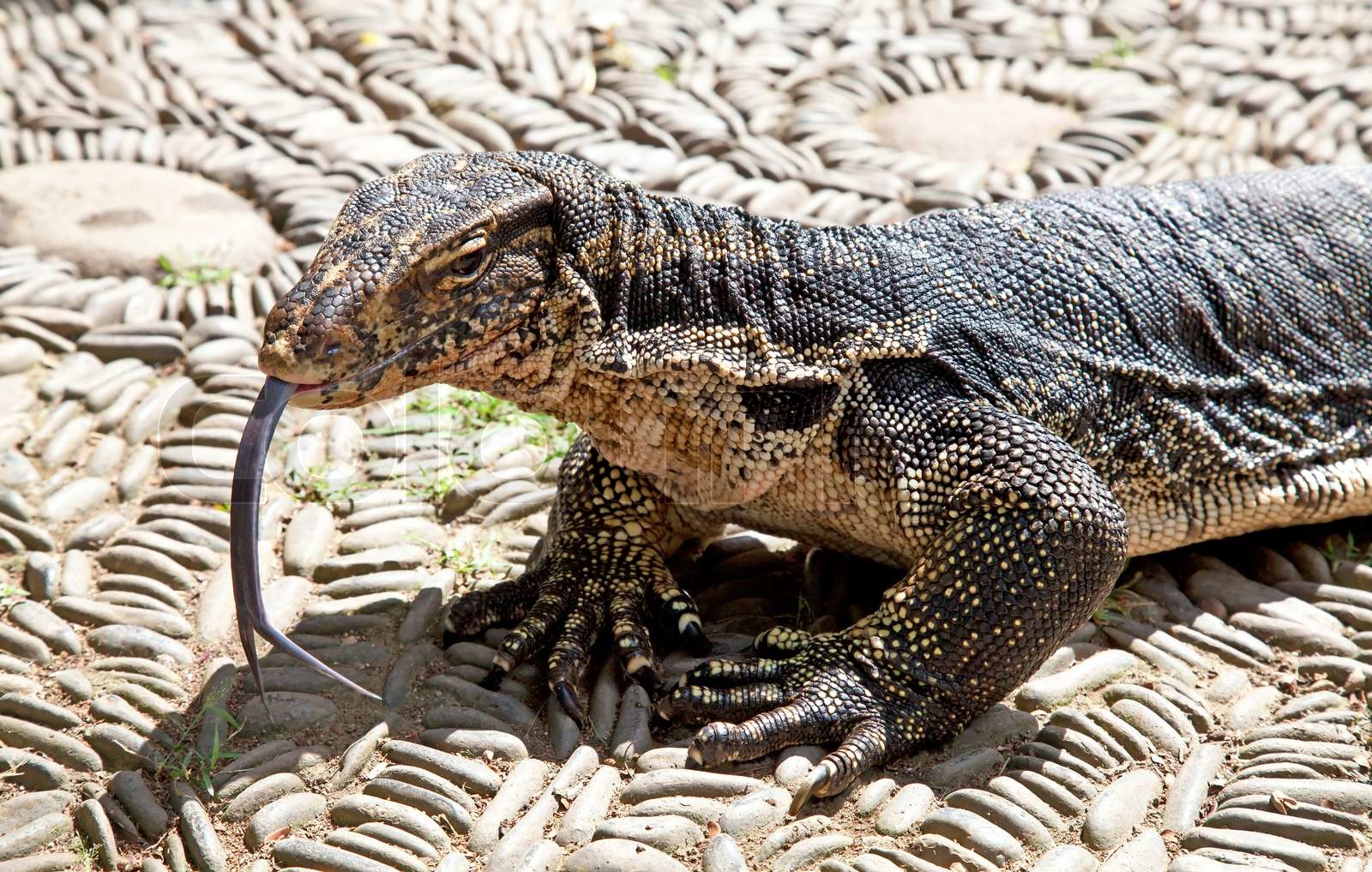Water Monitor Lizard Stock Image Colourbox