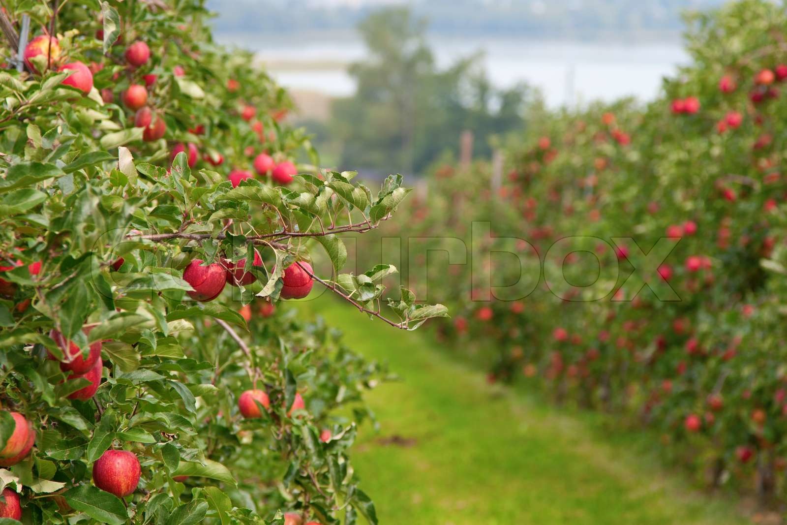 Apple Garten voller abgelagertem rote Äpfel Stock Bild Colourbox