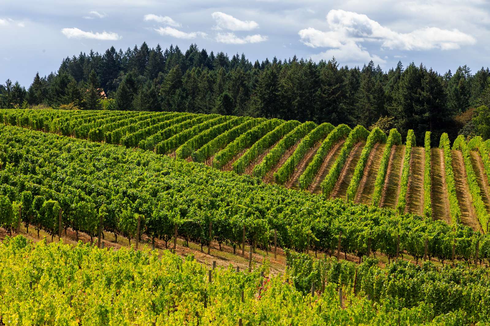 Hillside Vineyard | Stock image | Colourbox