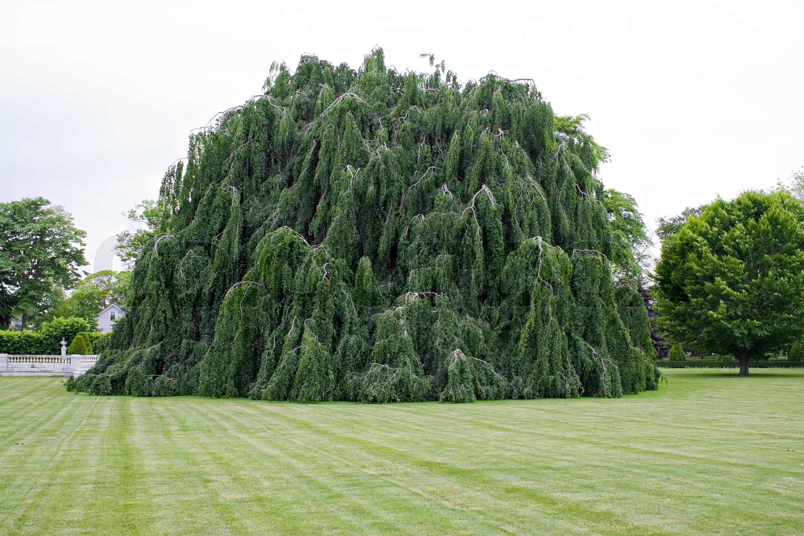 Eine große Trauerweiden Baum mit hängenden