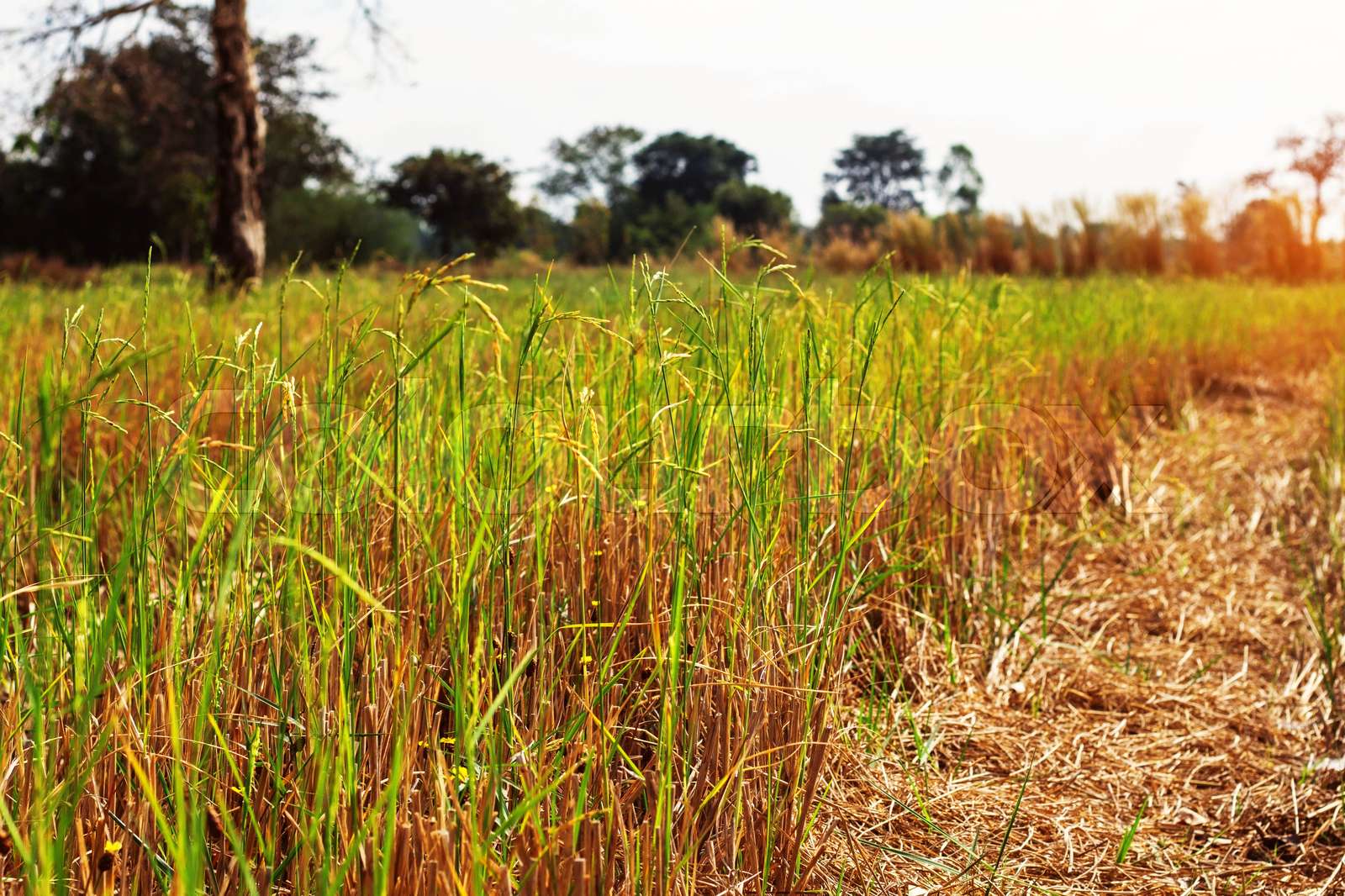 rice grains in a field with the daytime. Stock image Colourbox