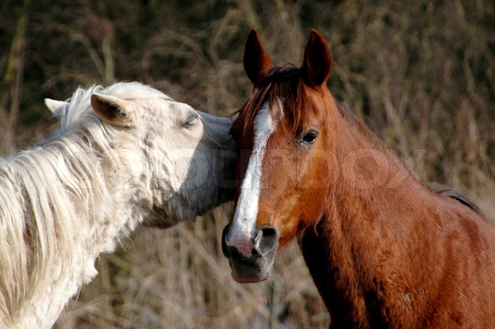 Two horses together Stock image Colourbox
