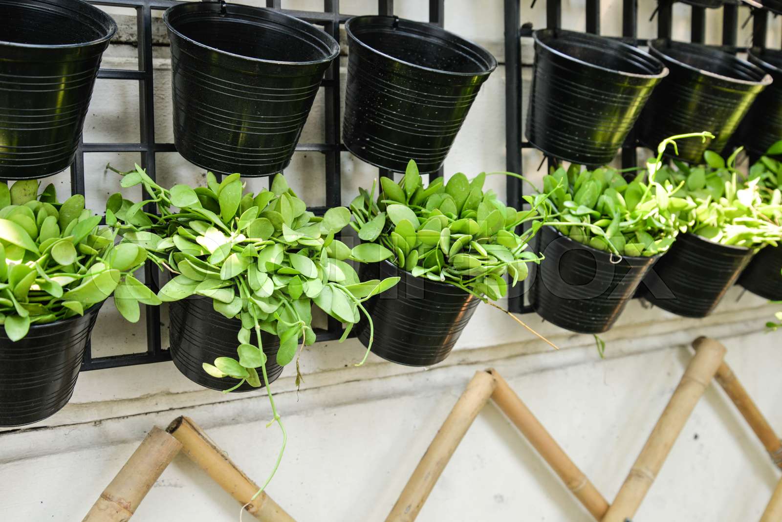 Planting Dave plant | Stock image | Colourbox