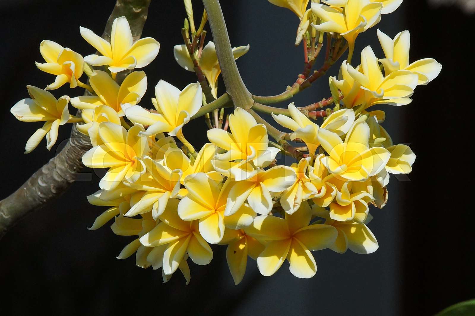 Frangipani Bali Indonesia Stock Image Colourbox