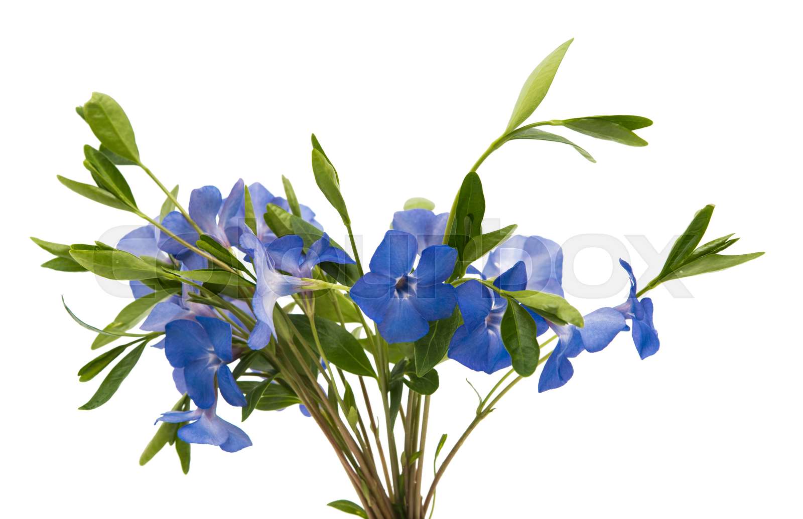 Periwinkle blue isolated stock image colourbox