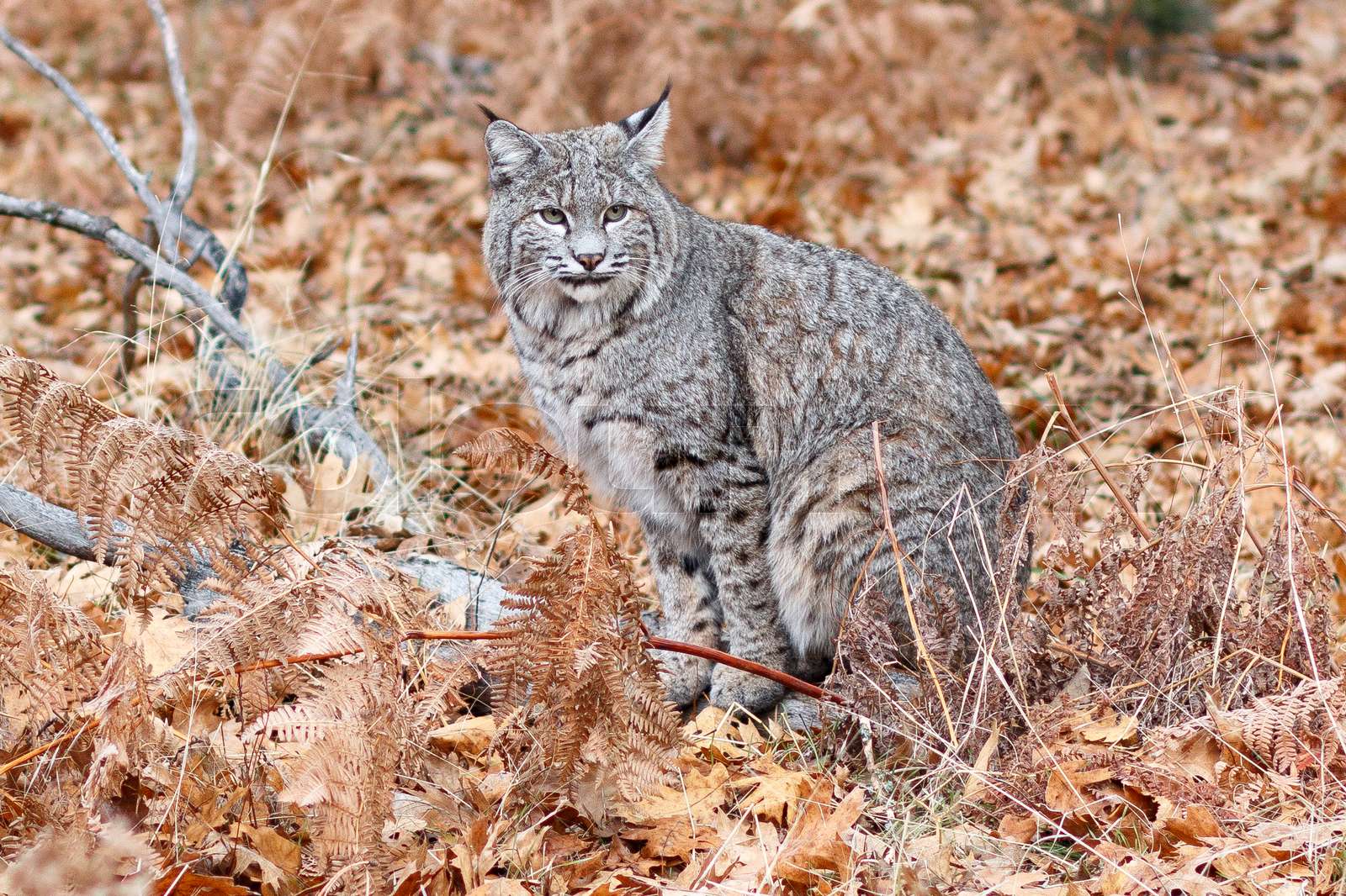 Bobcat hunting in Yosemite Stock image Colourbox