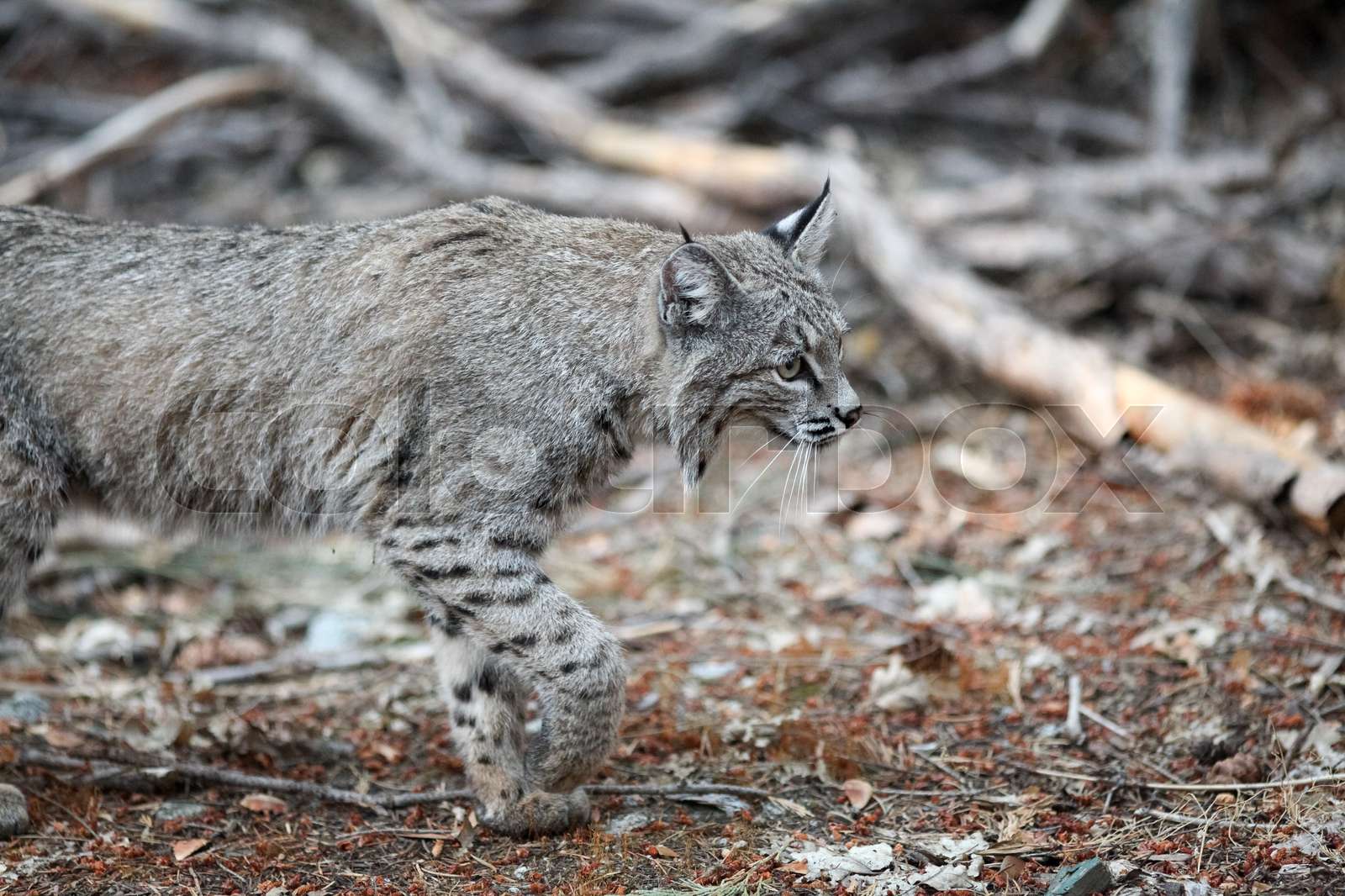 Bobcat hunting in Yosemite | Stock image | Colourbox