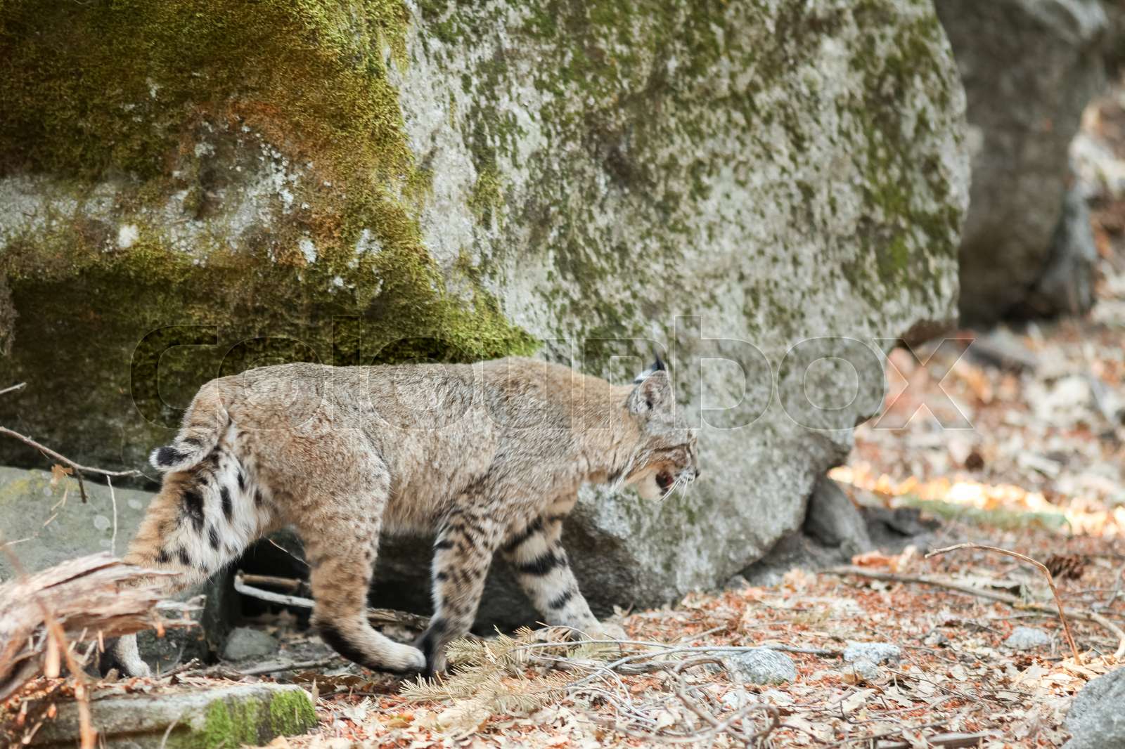 Bobcat hunting in Yosemite Stock image Colourbox