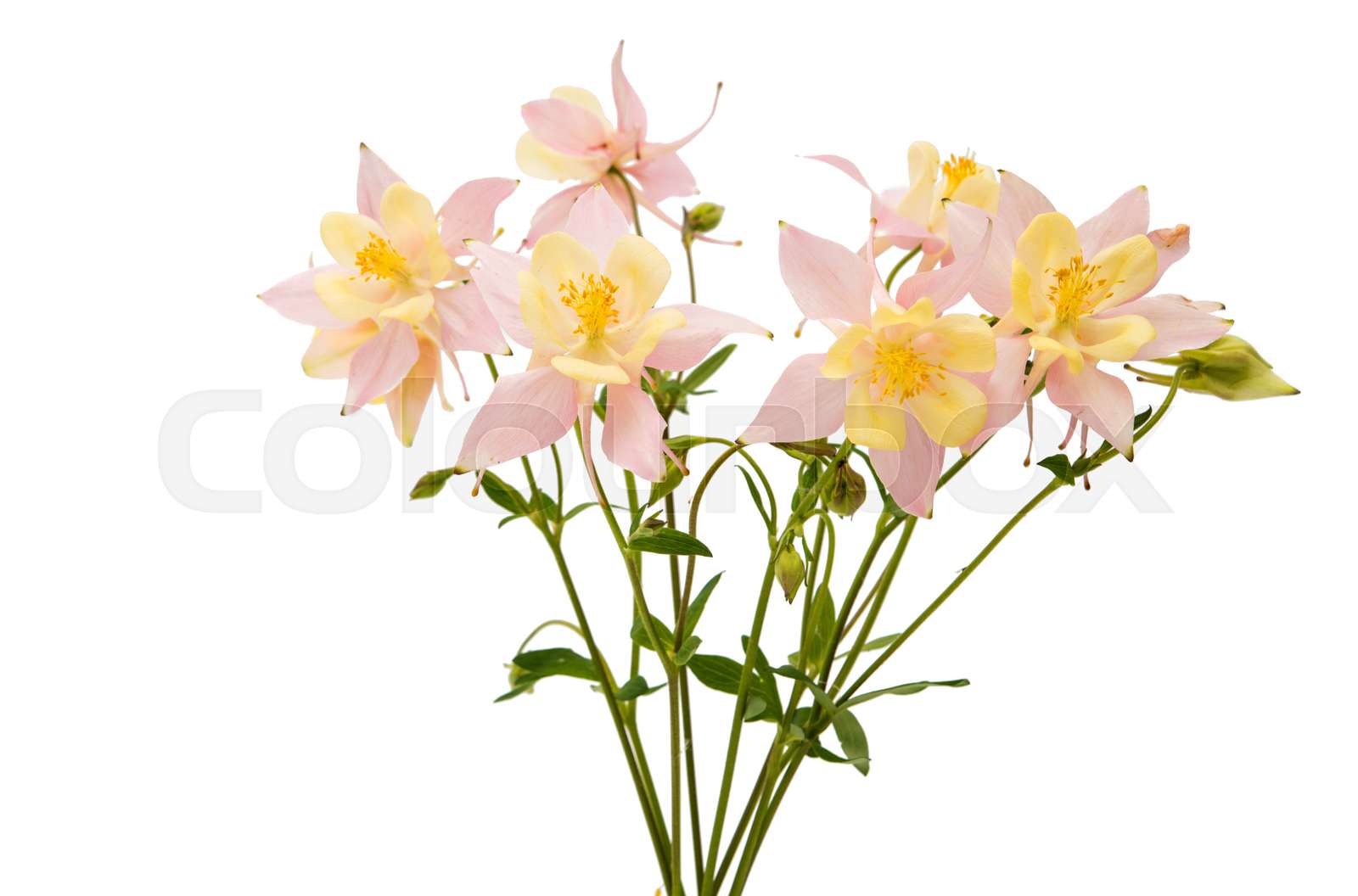 aquilegia flower isolated | Stock image | Colourbox