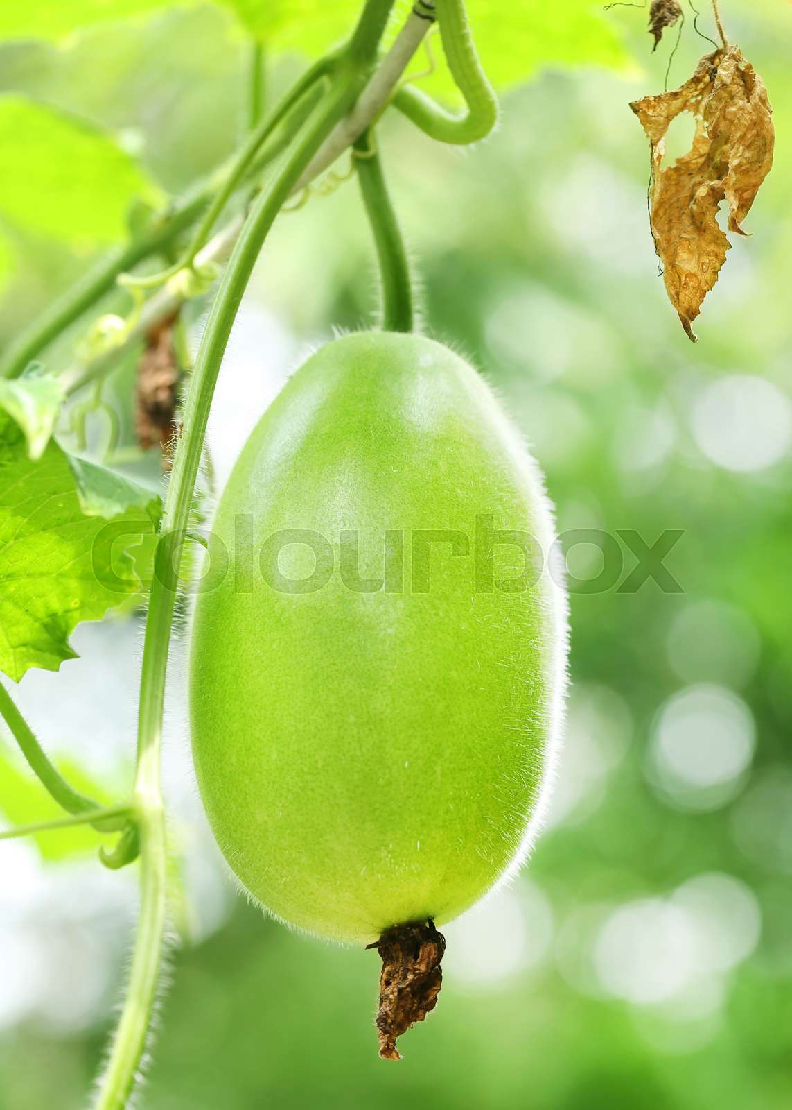 Wax gourd Stock image Colourbox