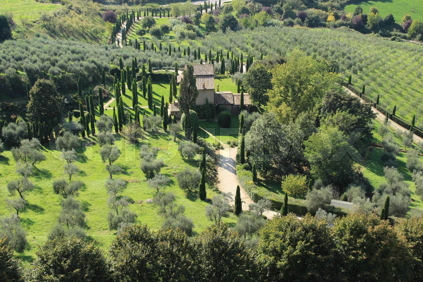 A road to the cottage with an alley of cypresses and orchards with