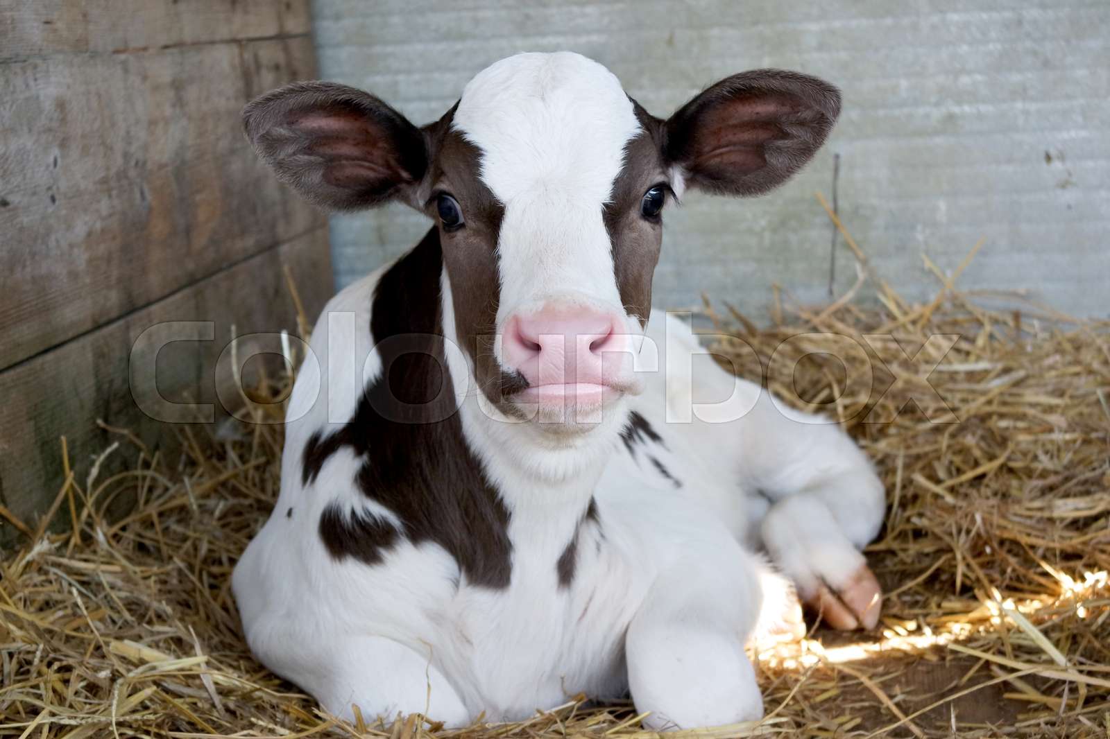Veal Stock image Colourbox