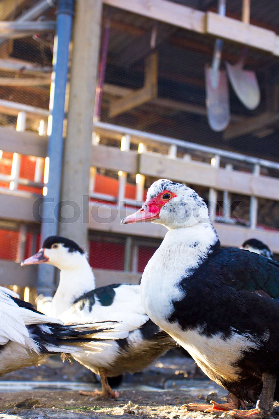 Ducks Stock image Colourbox