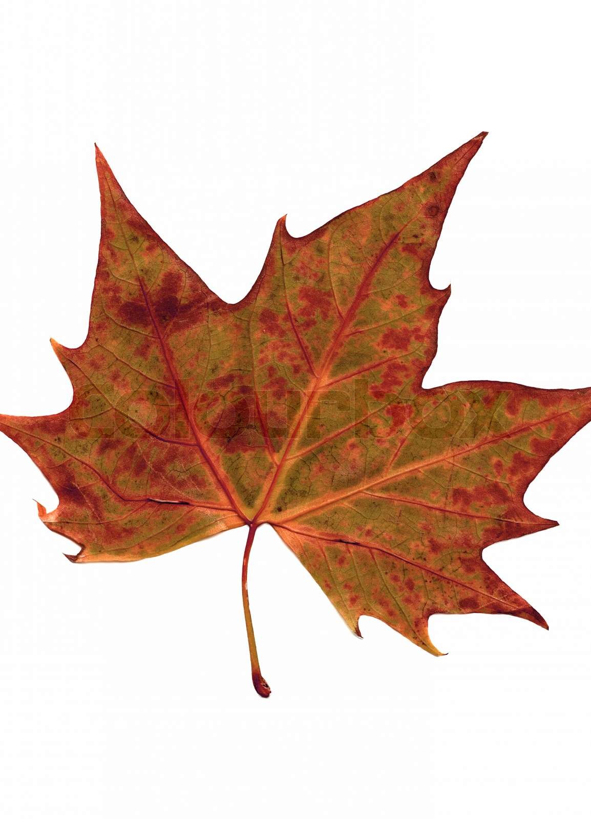efteråret tørre blade af røde egetræ isoleret på hvidt | Stock foto ...
