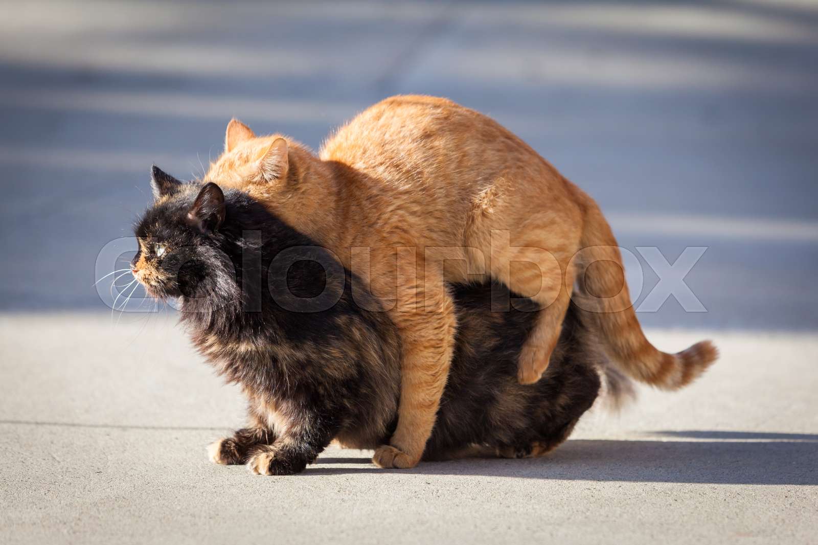 Cats mating. The natural behavior of the animals Stock image Colourbox
