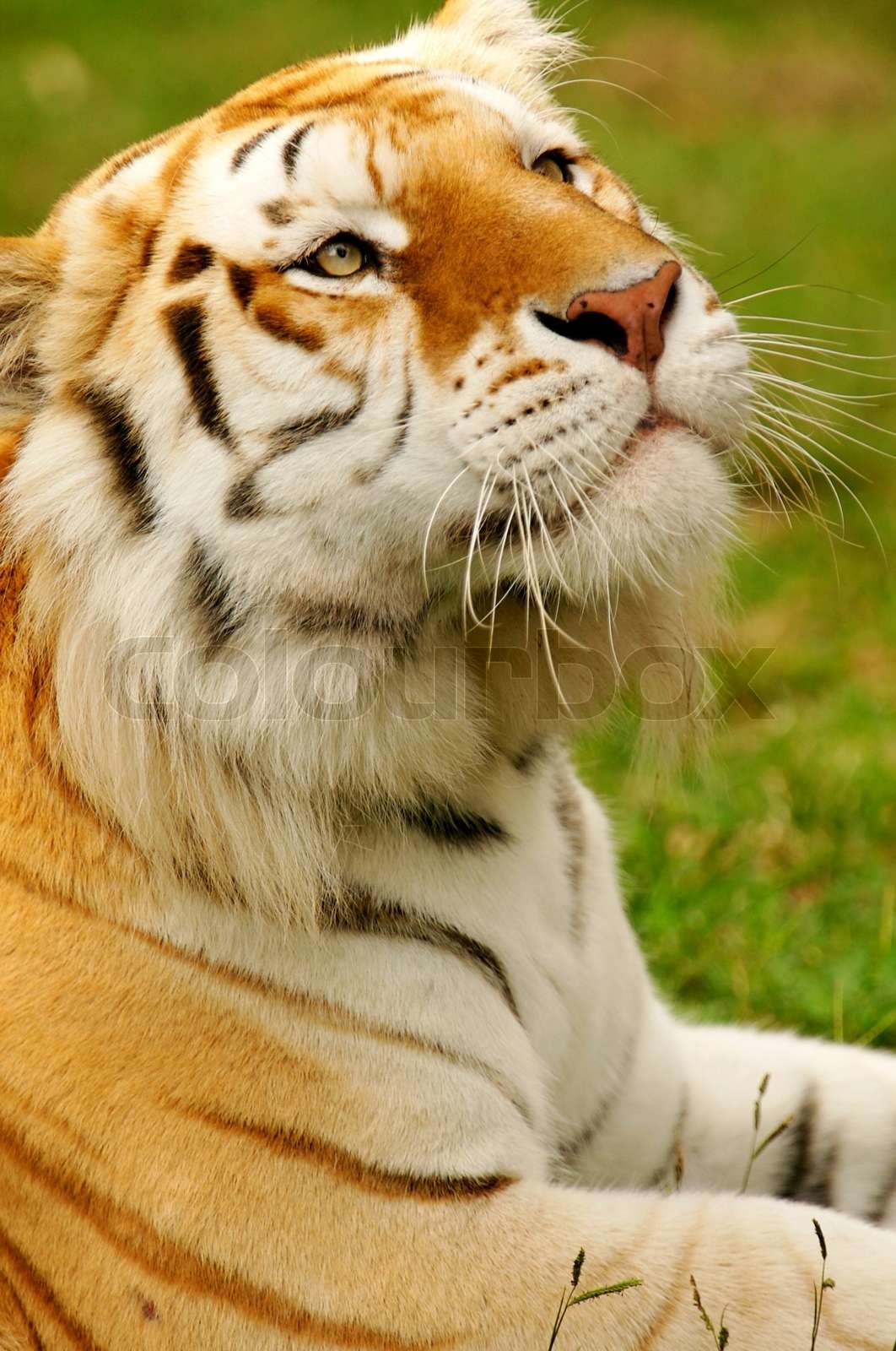 Bengal Tigers | Stock image | Colourbox