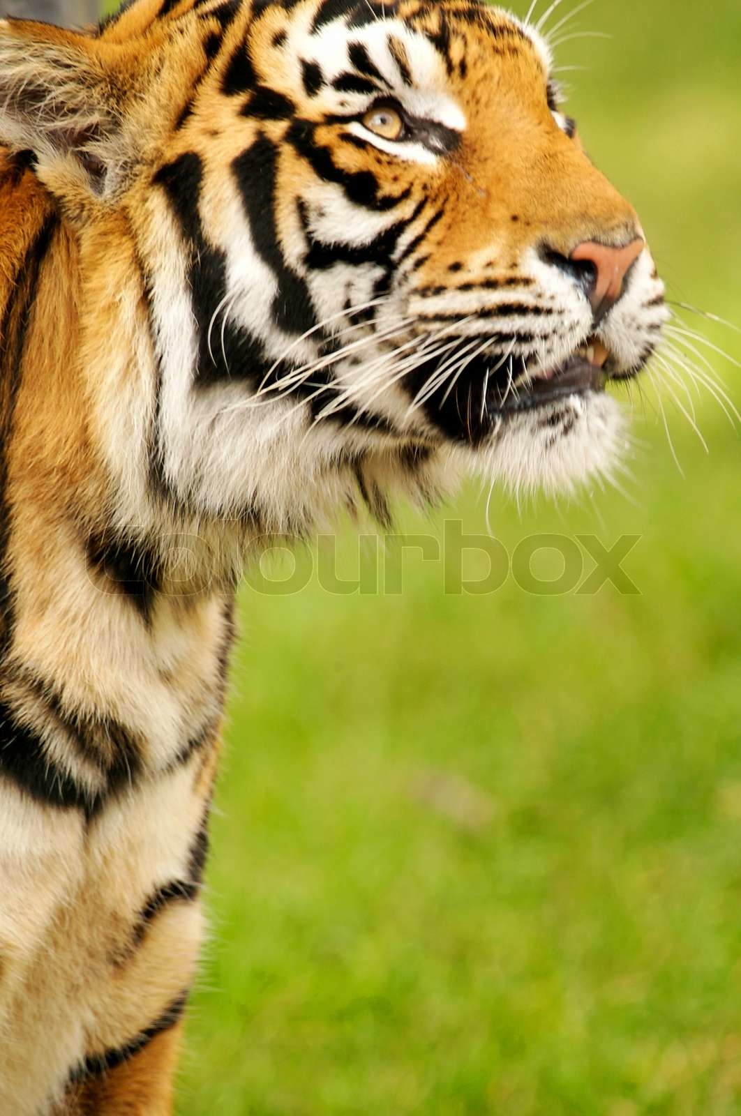 Bengal Tigers | Stock image | Colourbox