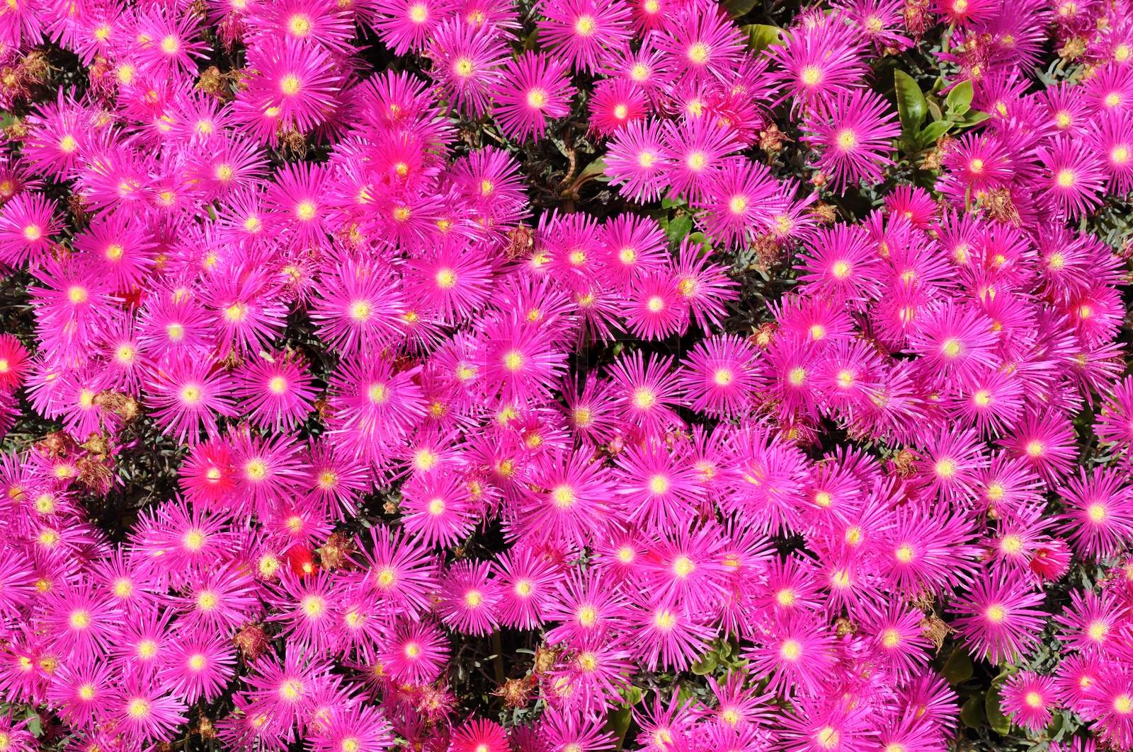 Schöne Blumen , Gran Canaria | Stock Bild | Colourbox