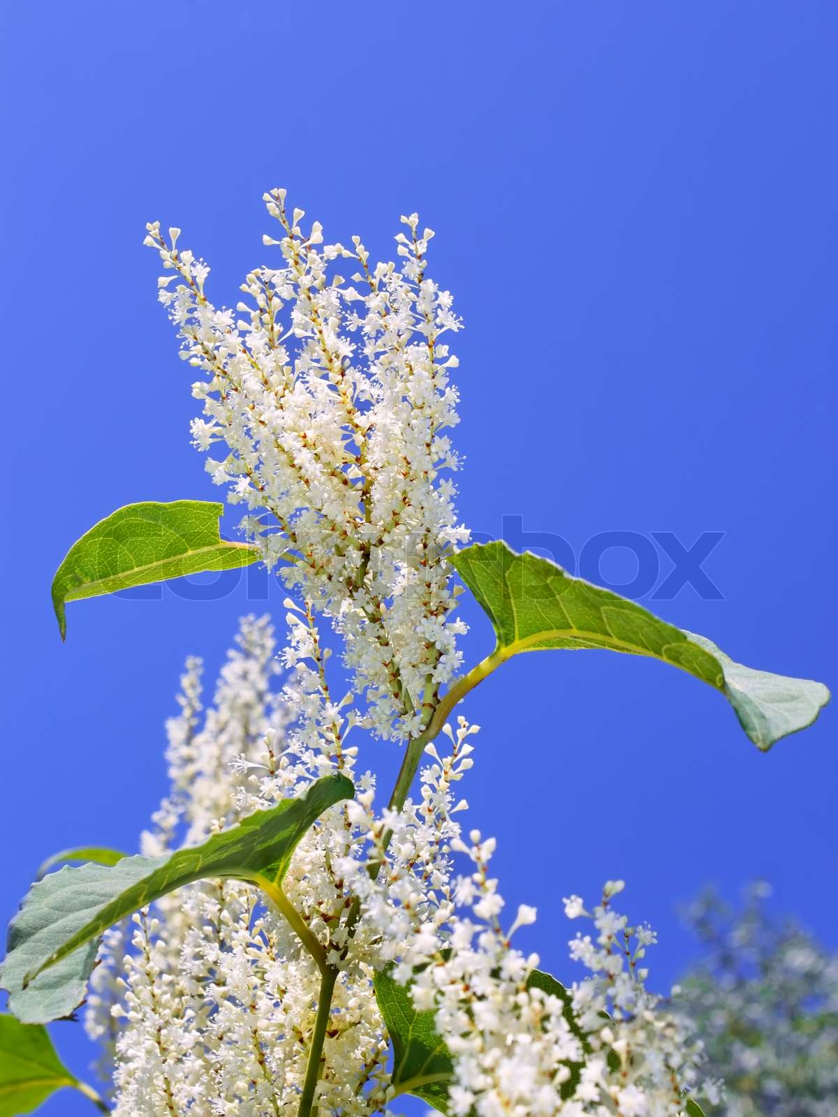 Blütenstände der Pflanze Pflanze mit kleinen weißen Blüten blühen im