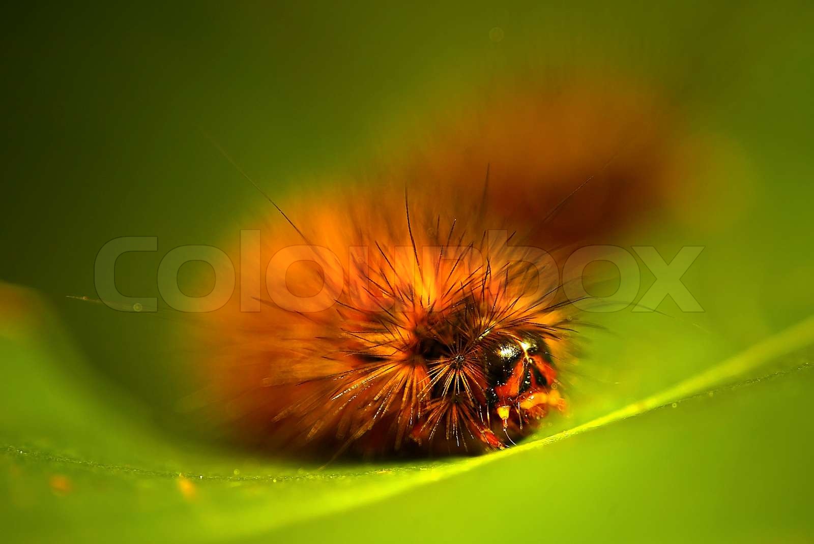 Caterpillar | Stock image | Colourbox