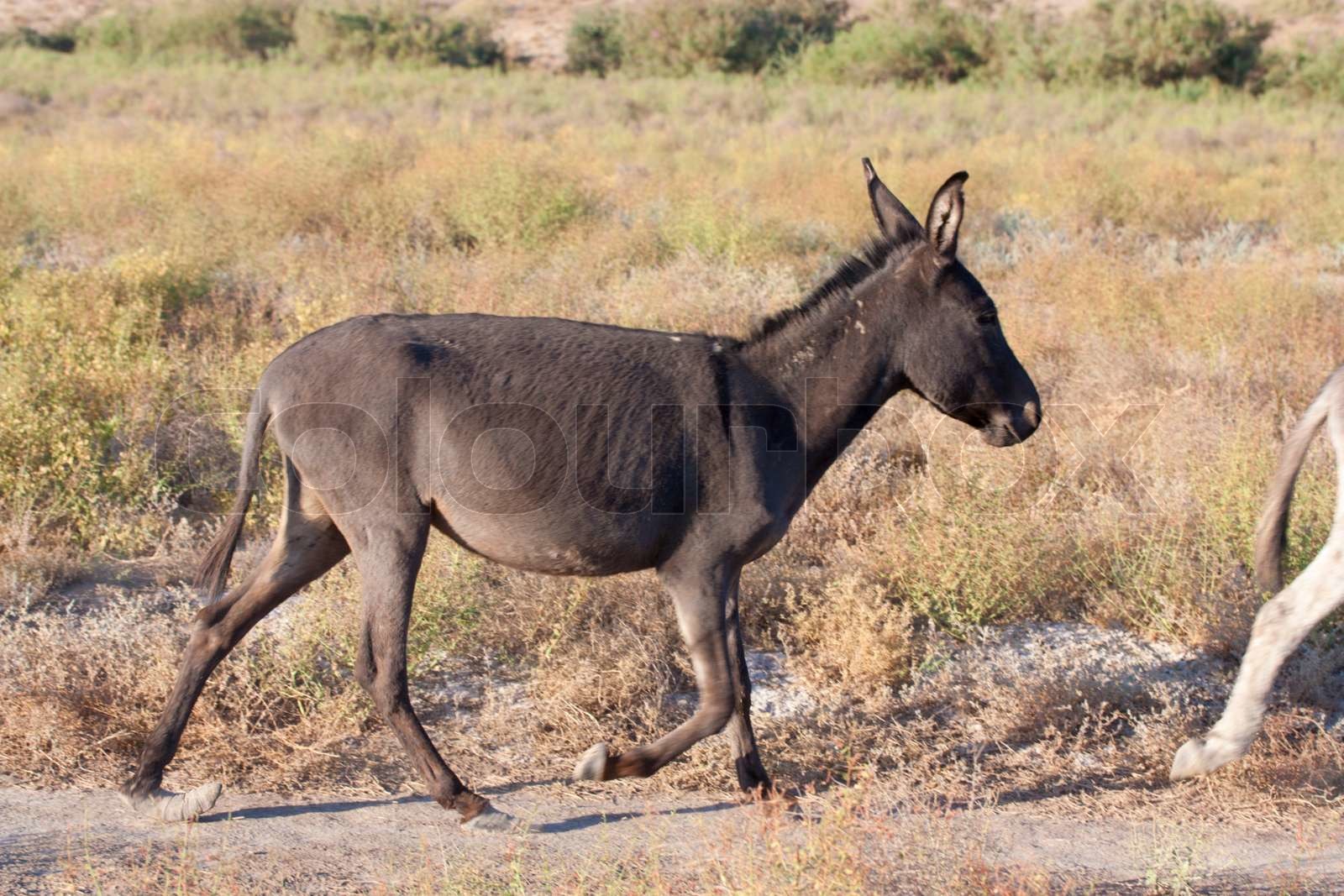 lang, ører, grå | Stock foto | Colourbox
