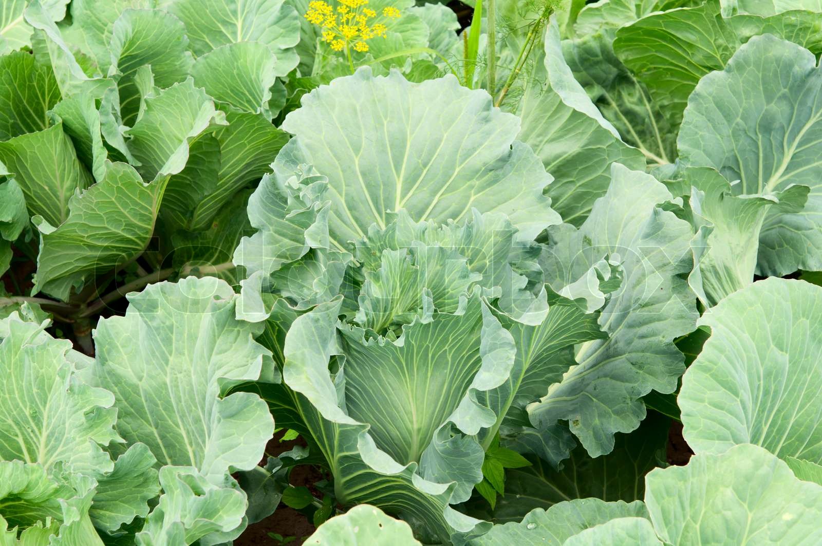 Kohl im Garten Stock Bild Colourbox