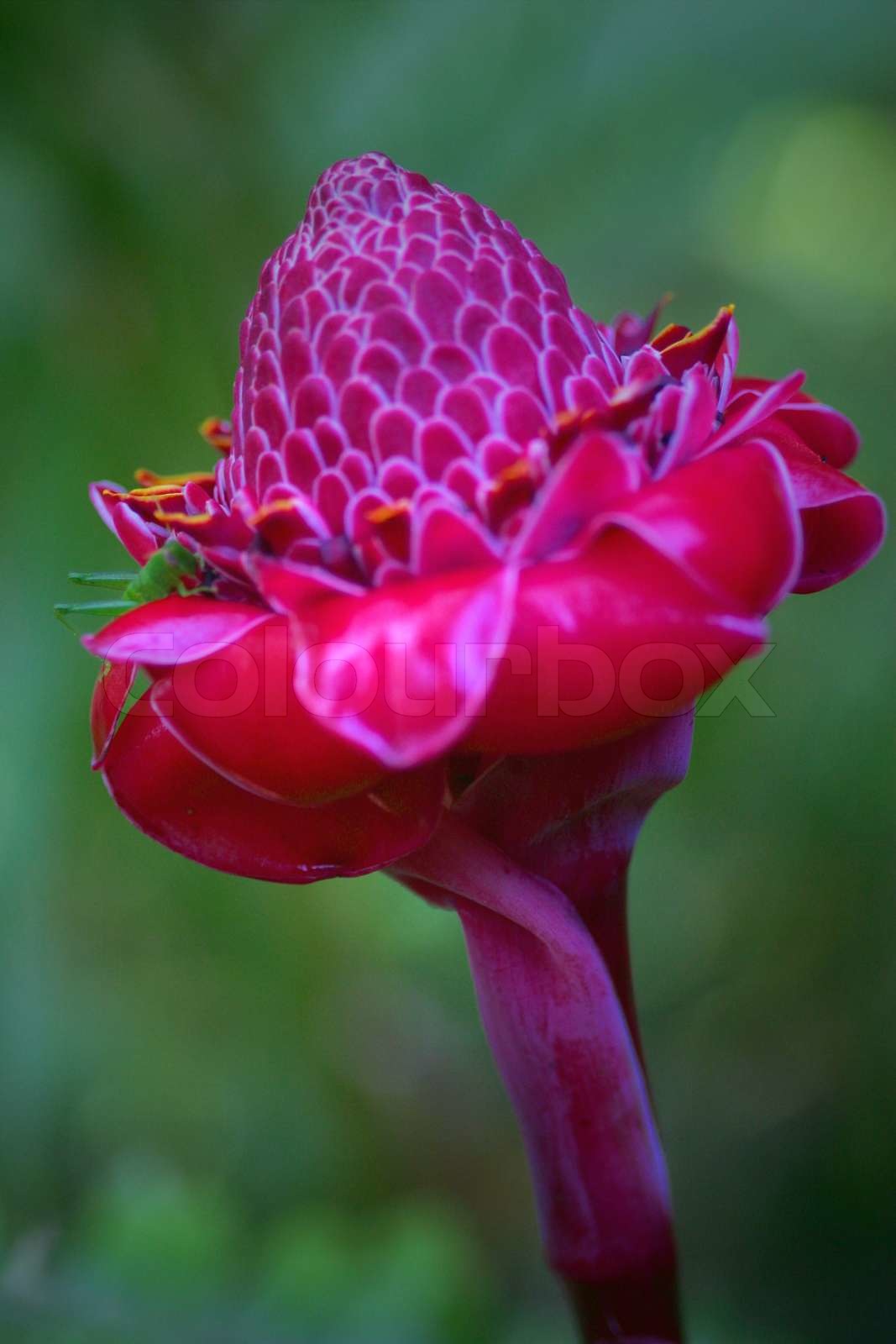 Torch Ginger Flower Stock foto Colourbox