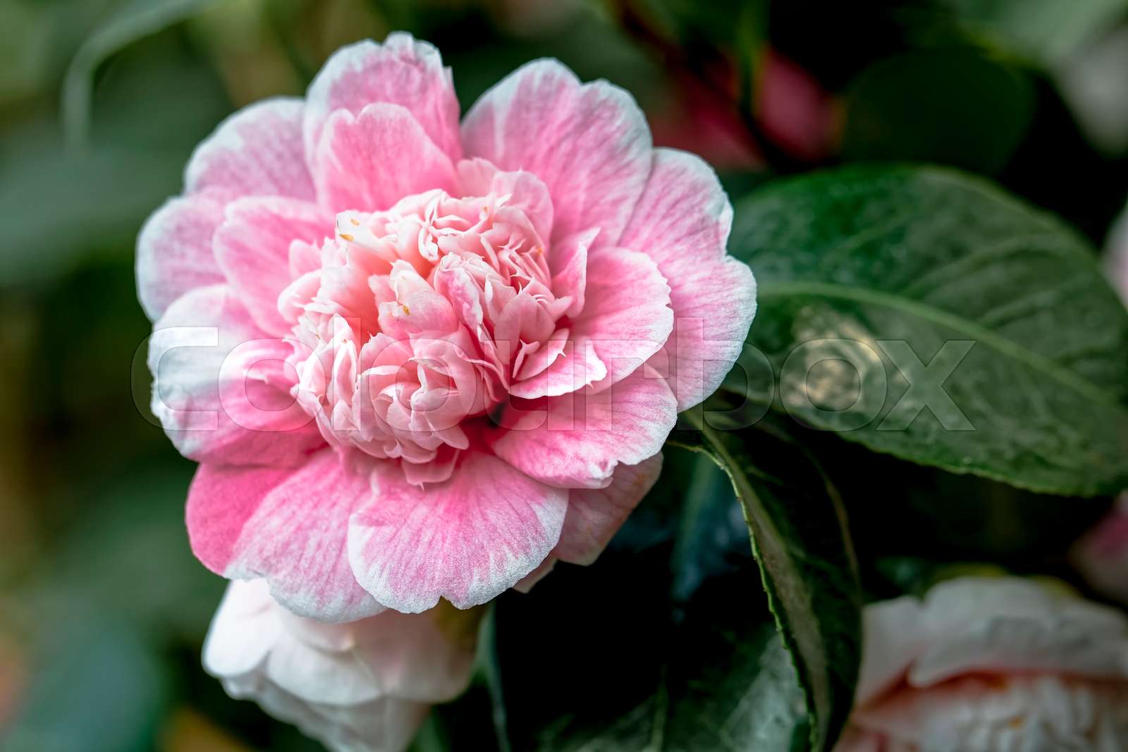 Rosa Kamelie - Camellia japonica L. Duchesse Decazes Theaceae | Stock ...