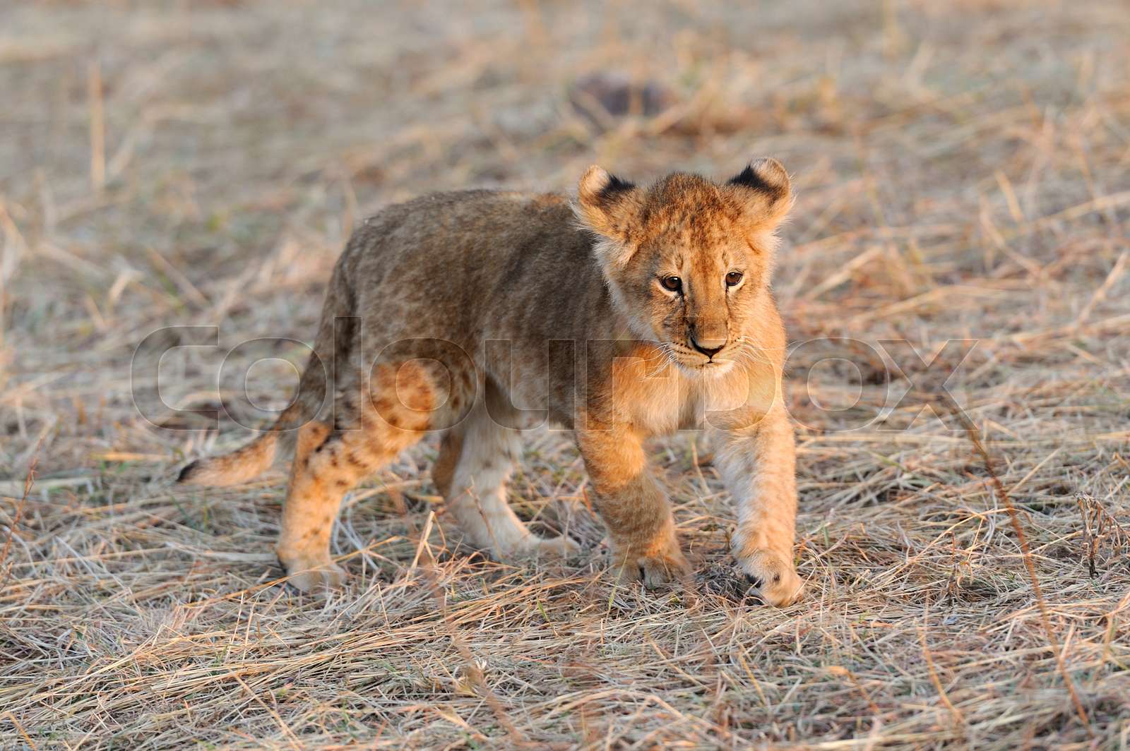 African lion cub Stock image Colourbox