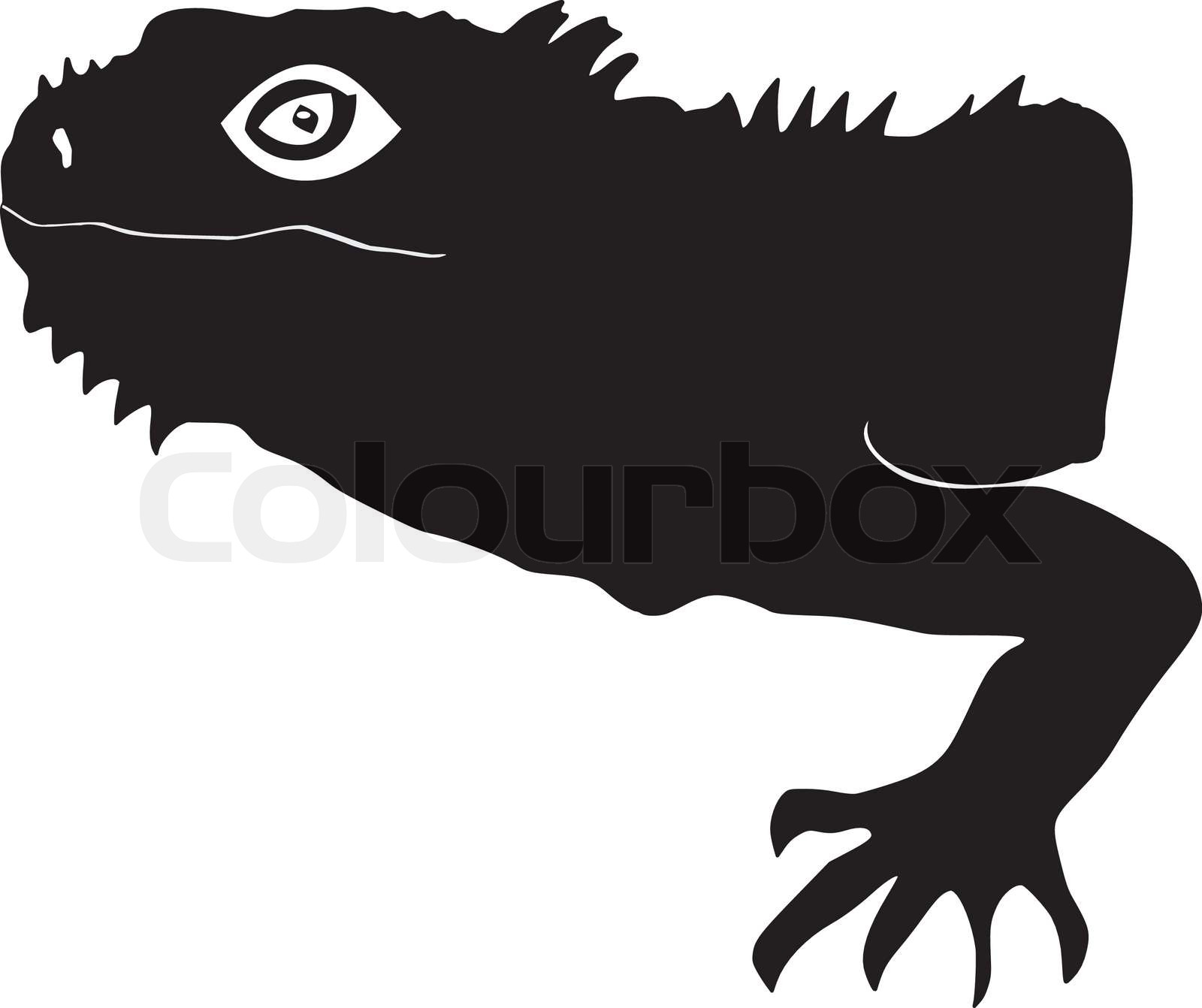Iguana Stock Vector Colourbox