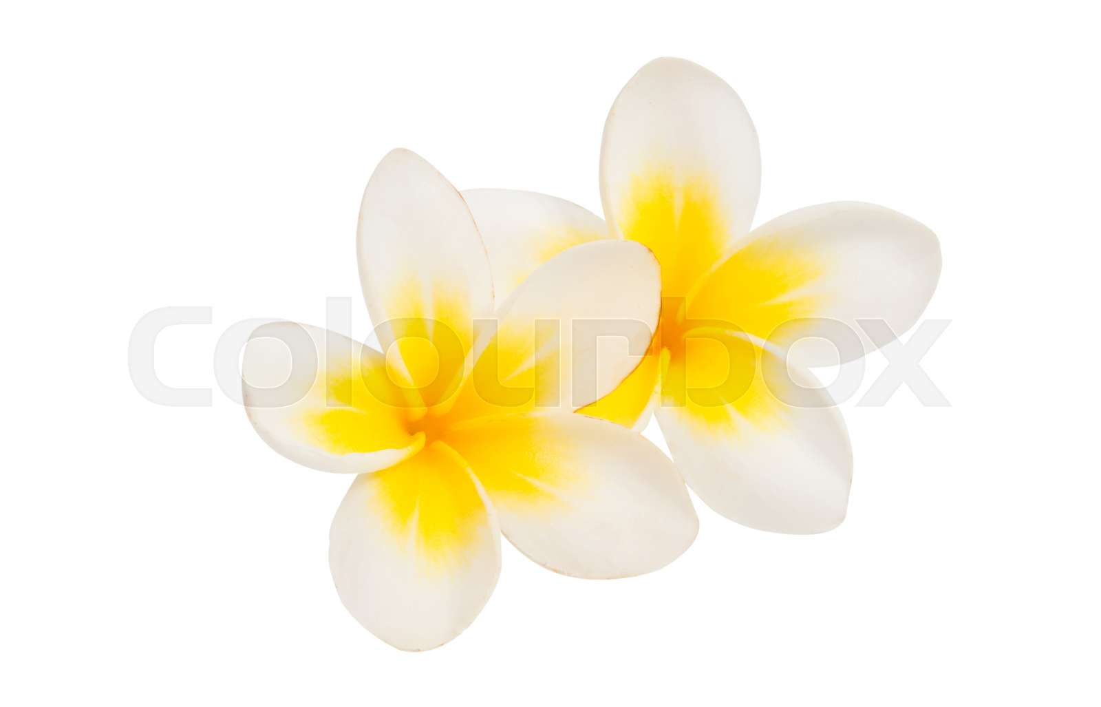 Frangipani Flower Isolated Stock Image Colourbox