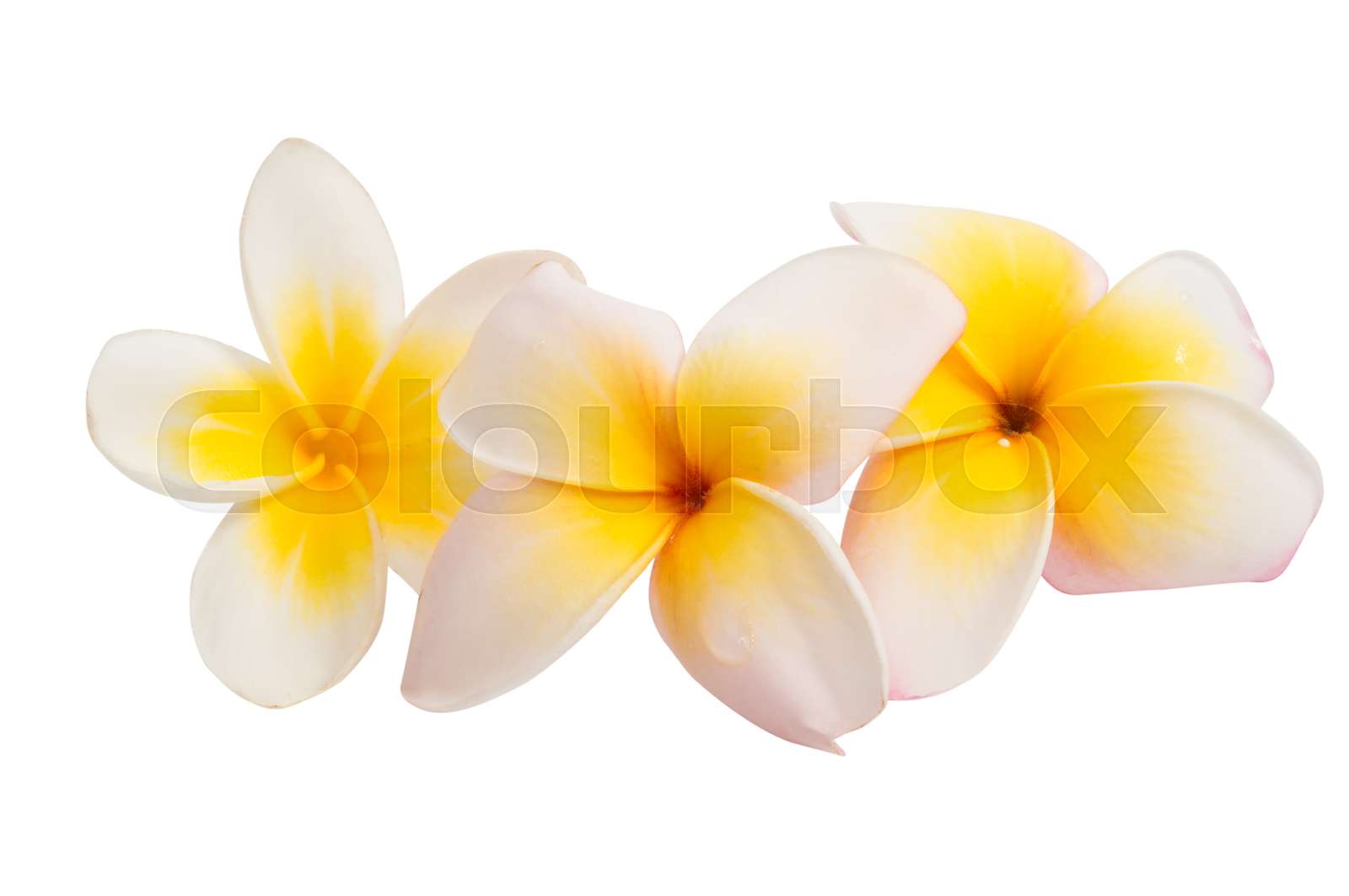 Frangipani Flower Isolated Stock Image Colourbox