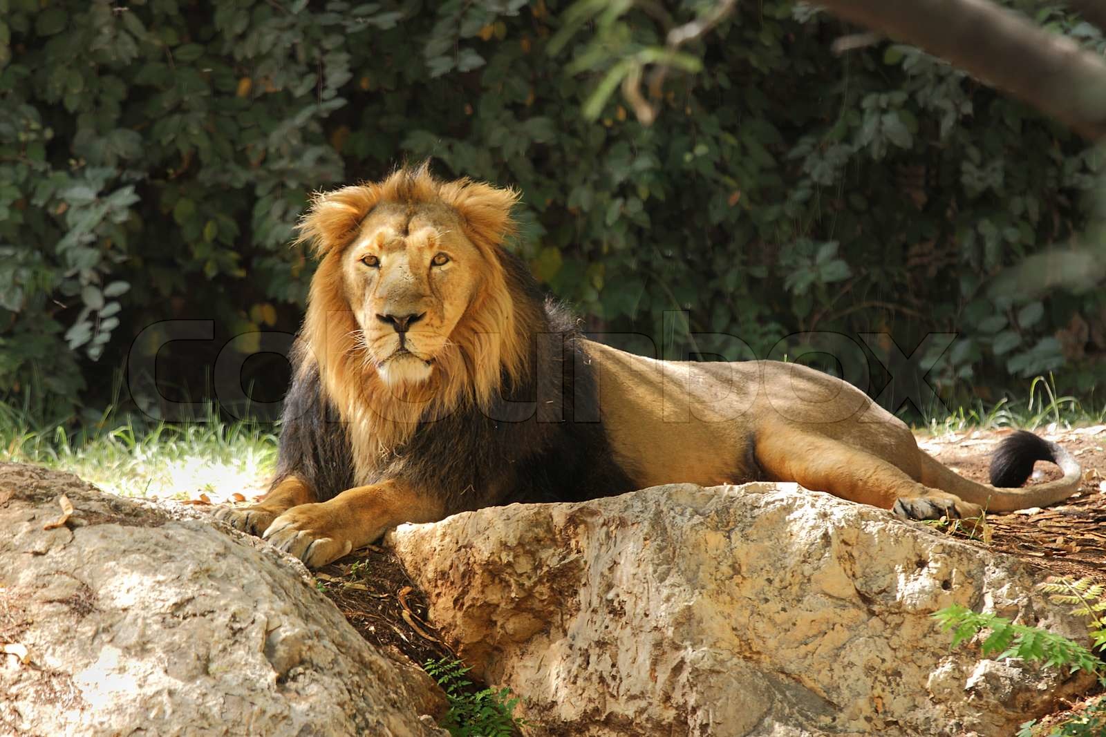 Lion resting in the shade under the trees | Stock image | Colourbox