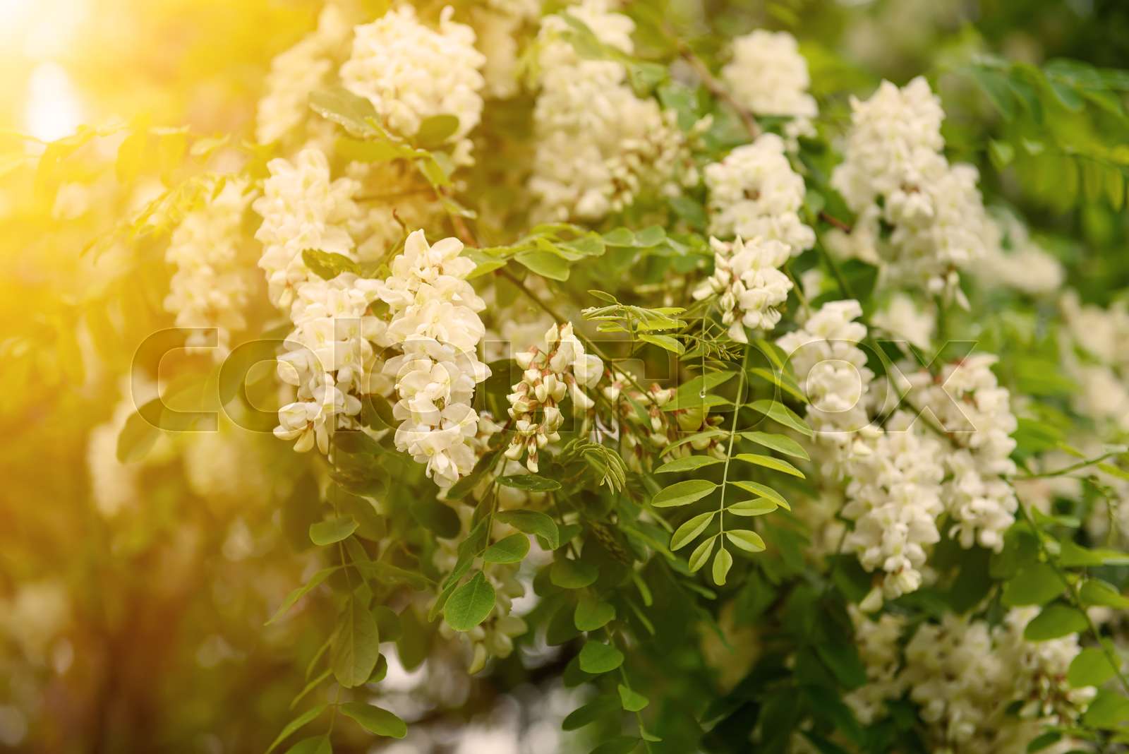 White acacia flowers Stock image Colourbox