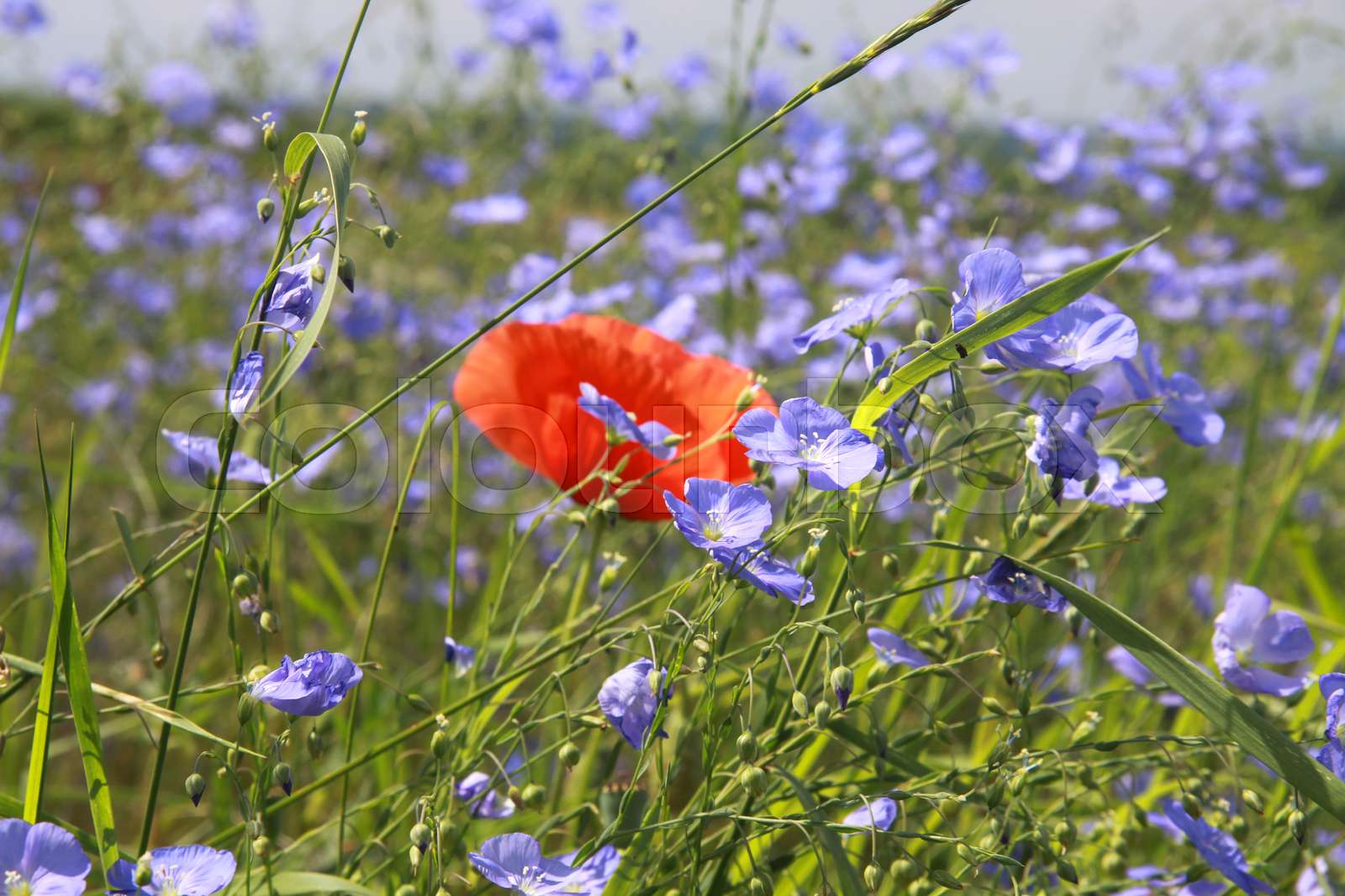 Gemeiner Lein Stock Bild Colourbox
