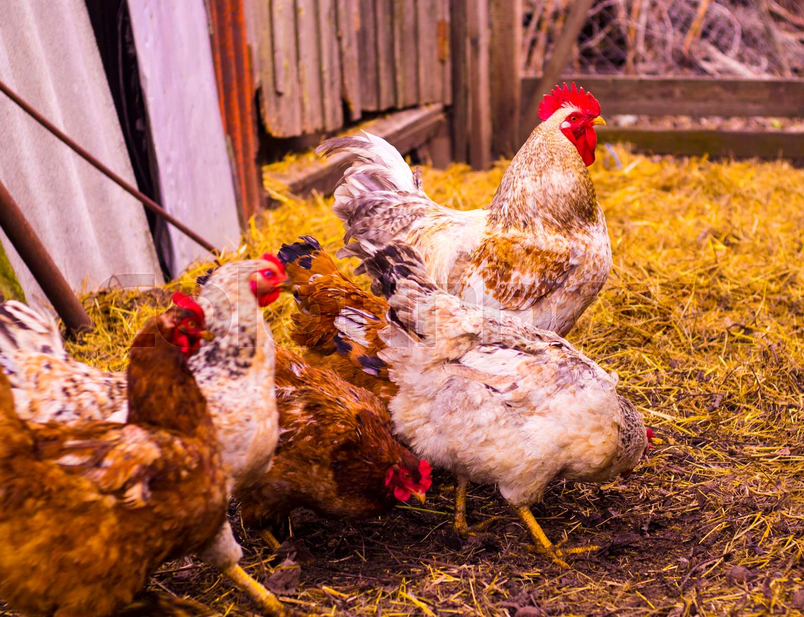 Rooster and chickens. farm. a family | Stock image | Colourbox