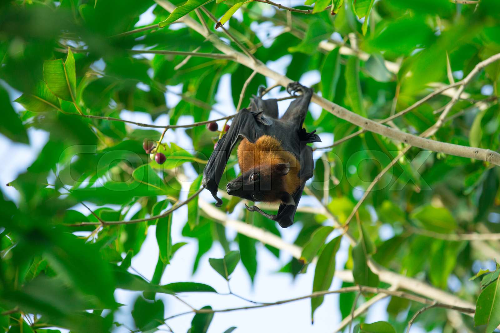 Bat hanging on a tree branch Malayan bat Stock image Colourbox