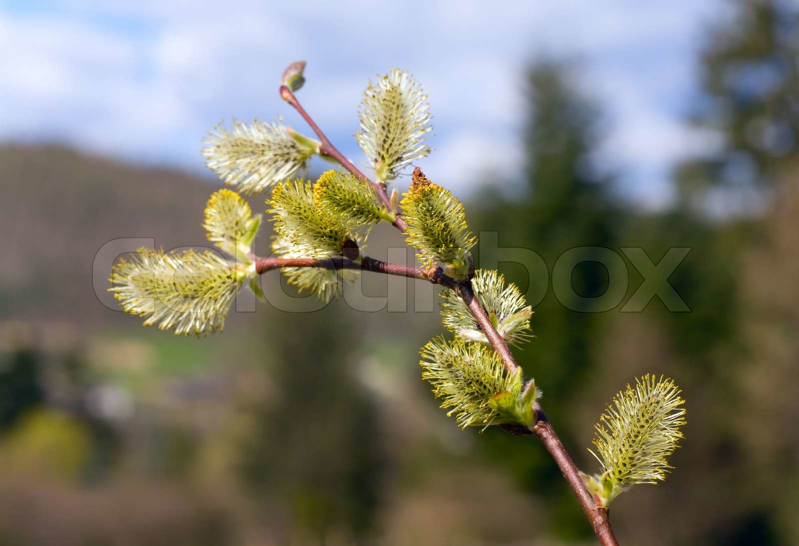 Blühende Weide mit Knospen auf Frühjahr Waldrand Zweig Stock Bild