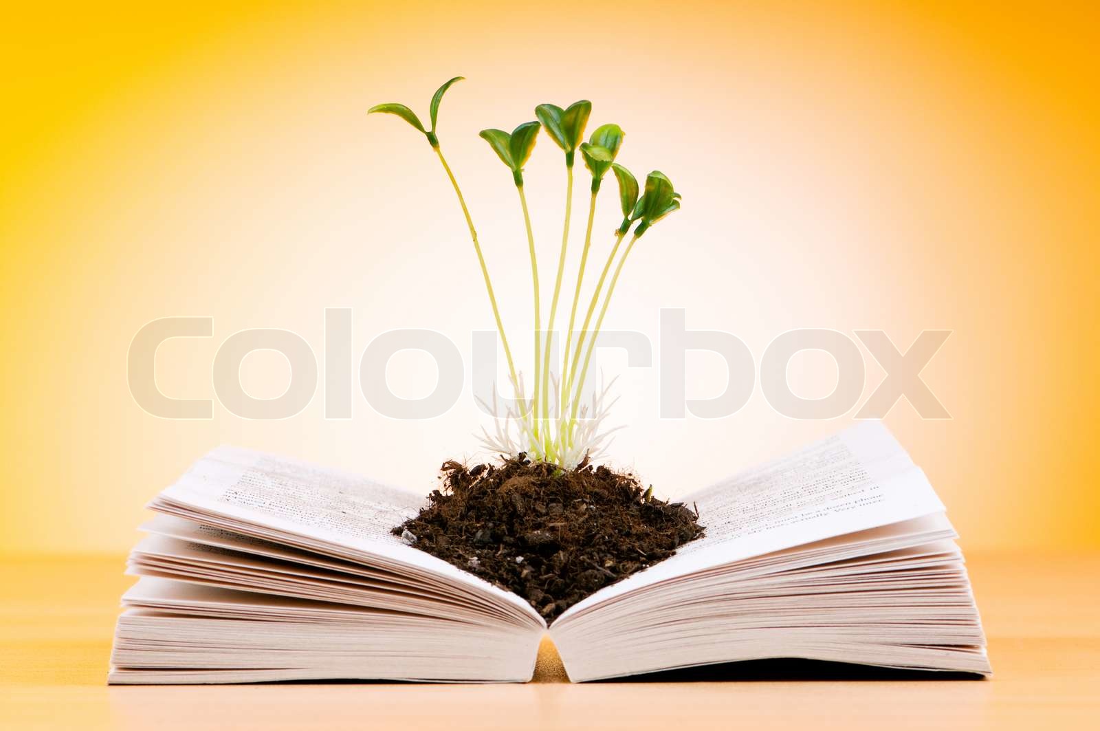 erfolg, setzling, natur | Stock Bild | Colourbox