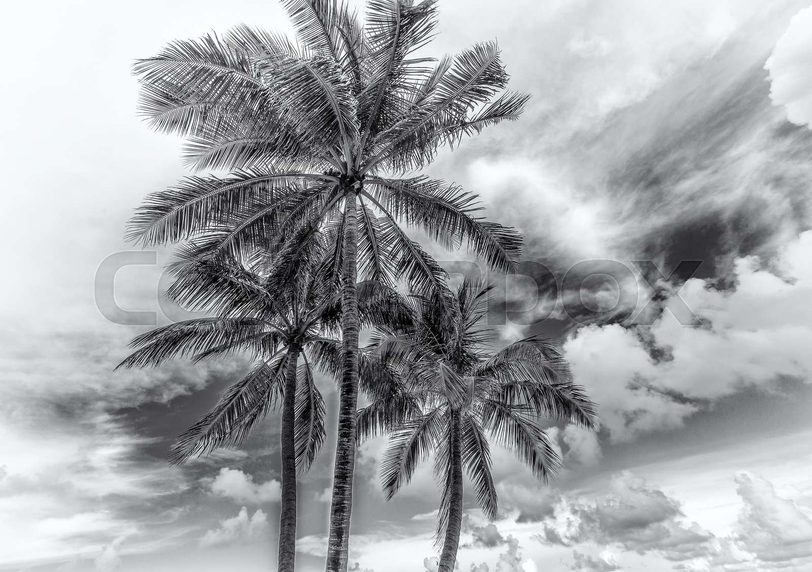 Do Coconut Trees Fall Easily Do Coconut Trees Fall Easily